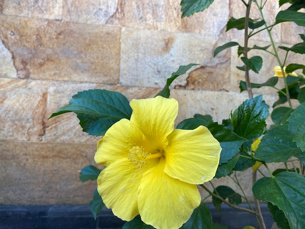 Une fleur d'hibiscus jaune est dans un pot sur un mur de pierre.