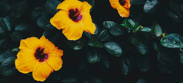 Photo fleur d'hibiscus jaune qui fleurit sur fond de nature verdoyante