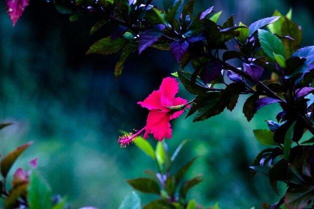 Fleur d'hibiscus ou Malvaceae ou rosasinensis connue Shoe Flower en pleine floraison au printemps