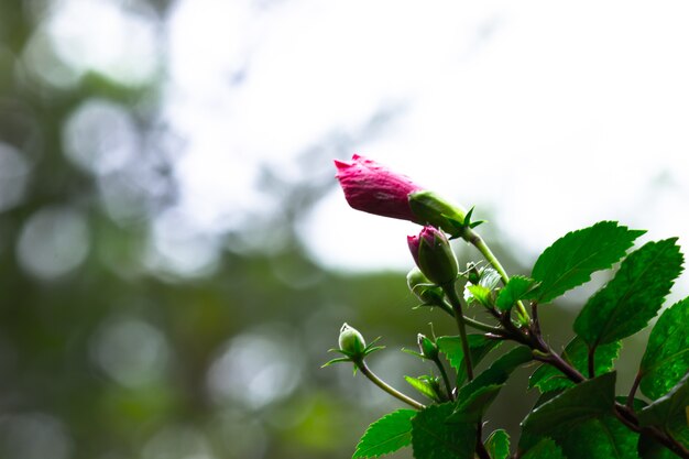 Fleur D'hibiscus Ou Malvaceae Ou Rosasinensis Fleur De Chaussure Connue En Pleine Floraison Au Printemps