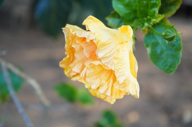 Fleur d'hibiscus ouverte jaune dans le jardin