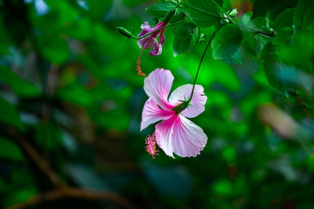 Fleur d'hibiscus en pleine floraison au printemps dans un parc public en Inde