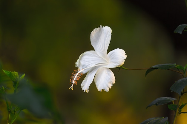 Fleur d'hibiscus en pleine floraison au printemps