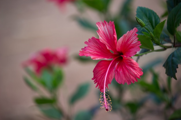 Fleur d'hibiscus qui s'épanouit