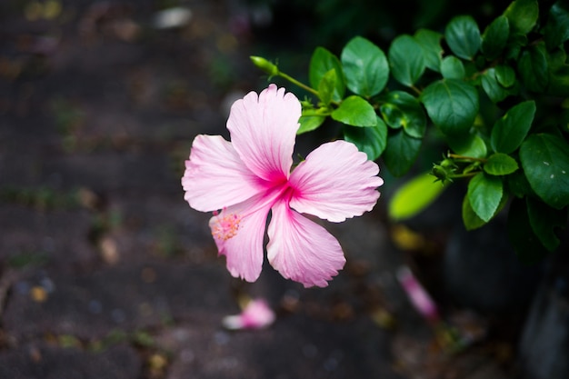 Fleur d&#39;hibiscus rose dans le jardin