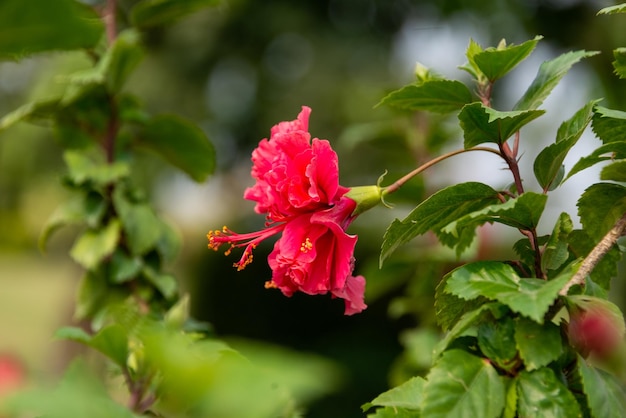 Photo fleur d'hibiscus rose à deux têtes dans le jardin