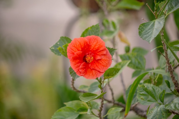 Fleur d'hibiscus rouge dans un jardin à rio de janeiro.