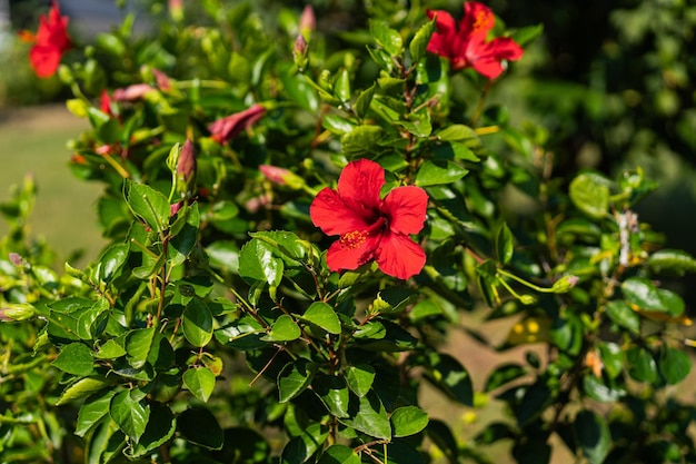 Photo une fleur d'hibiscus rouge sur un fond vert