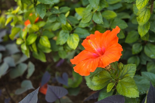 Fleur d&#39;hibiscus rouge sur jardin tropical