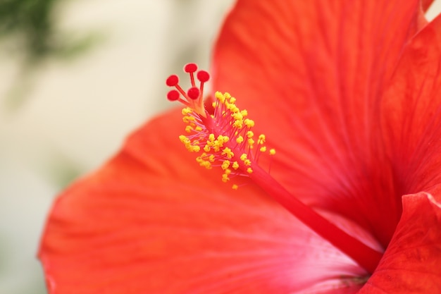 Fleur d&#39;hibiscus rouge