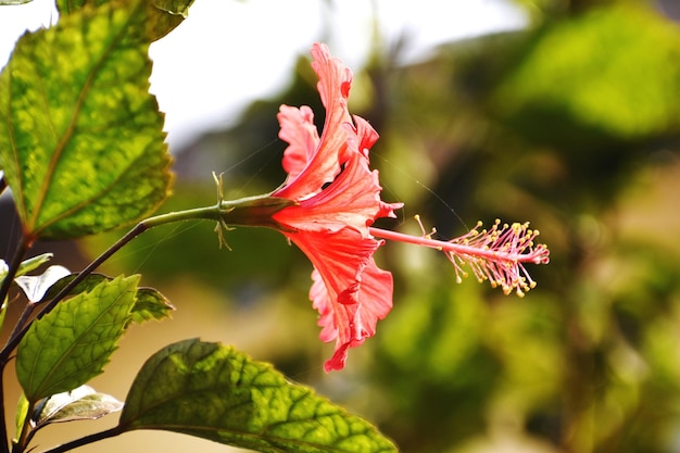 Une fleur d'hibiscus rouge