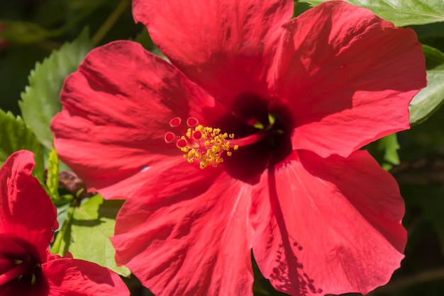 Fleur d&#39;hibiscus rouge