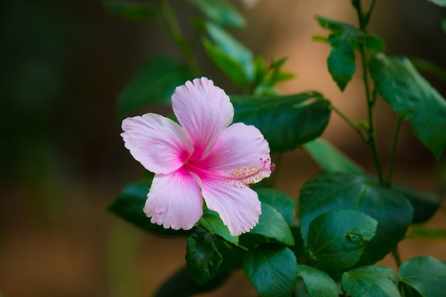 Fleur d&#39;hibiscus