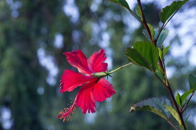 Fleur d&#39;hibiscus