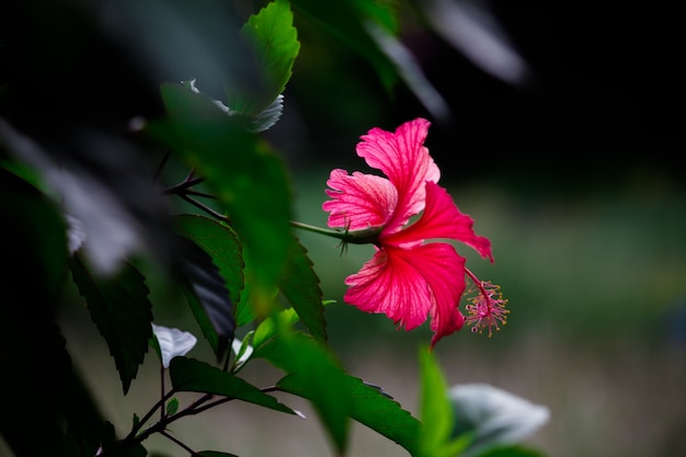 Fleur d&#39;hibiscus