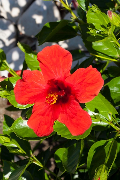 fleur d&#39;hibiscus