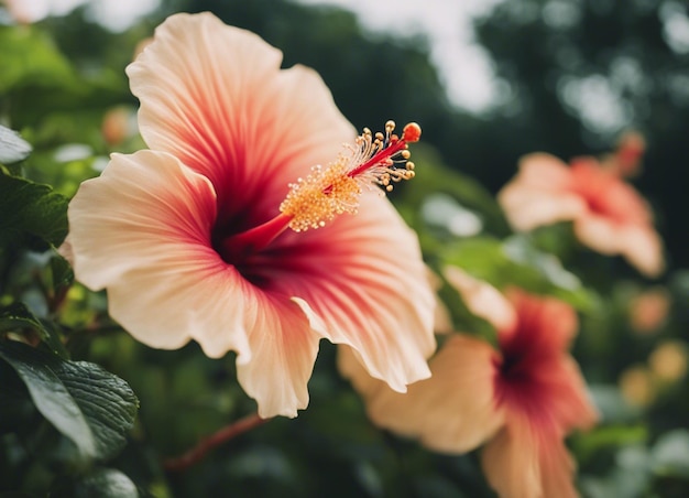 Une fleur d'hibiscus