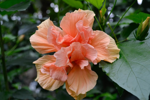 Fleur d'Hisbius en fleurs, fleur d'hibiscus. Fleur de chaba.