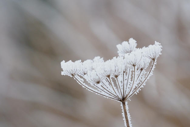 Fleur en hiver avec des cristaux de glace congelés