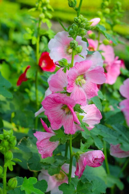 Une fleur d'holyhock qui fleurit dans le parc