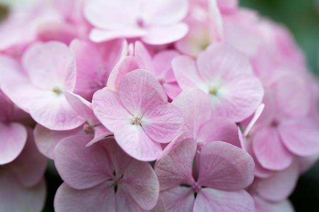 Fleur d'hortensia aux tons pastel