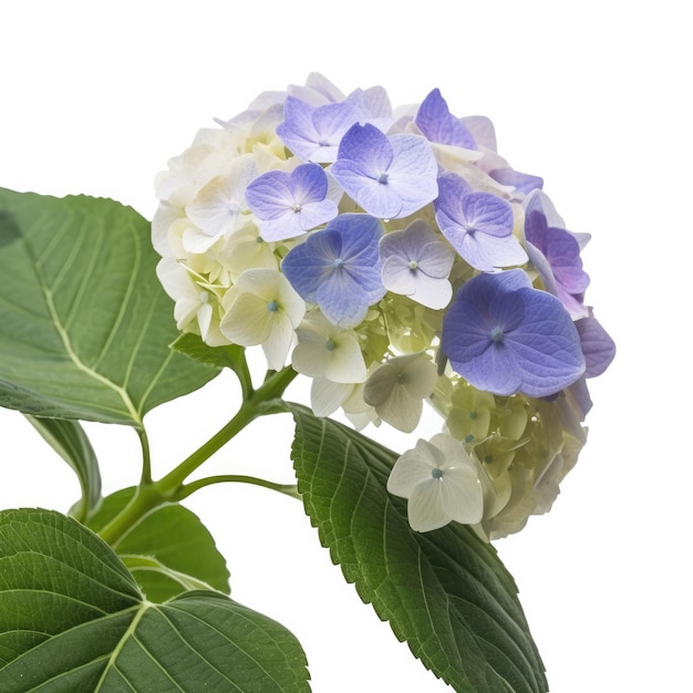 Une fleur d'hortensia blanche et bleue avec une feuille verte.