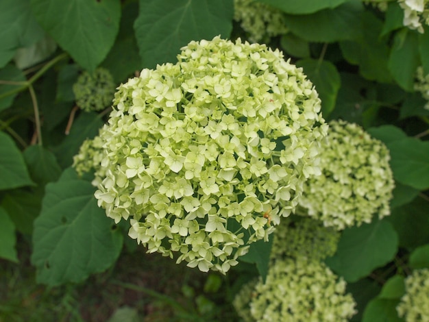 Fleur d'Hortensia blanche