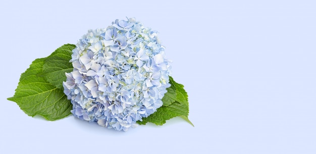 Fleur d'hortensia bleu avec des feuilles