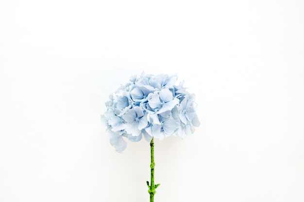 Fleur d'hortensia bleu sur surface blanche