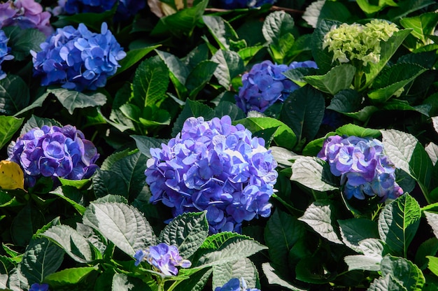 fleur d&#39;hortensia bleu et violet