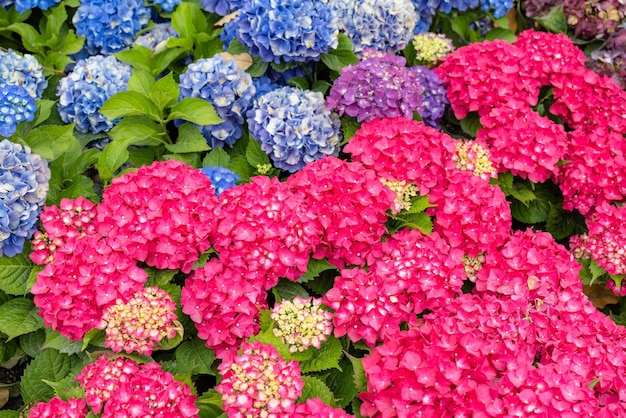 La fleur d'hortensia dans le jardin