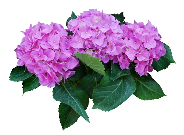 Photo fleur d'hortensia avec des feuilles isolées sur un fond blanc