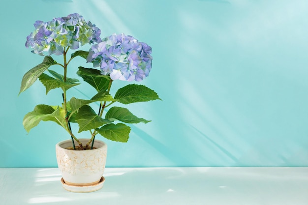 Fleur d'hortensia en fleurs violettes