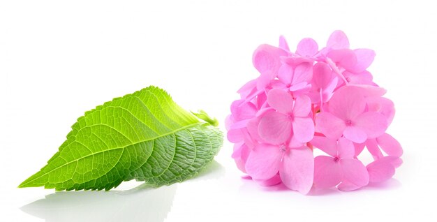 Fleur d'hortensia sur fond blanc