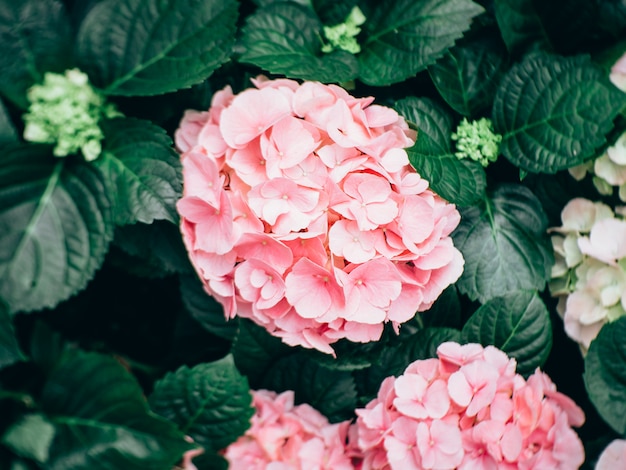 Fleur d&#39;hortensia (Hydrangea macrophylla) dans un jardin