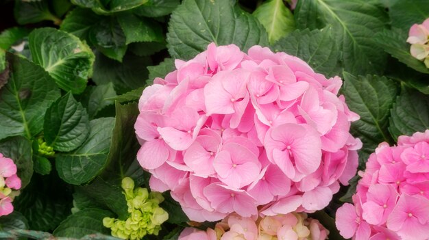 Fleur d&#39;hortensia rose dans un jardin.