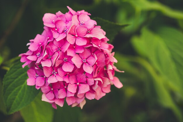 Fleur d'hortensia rose en fleurs