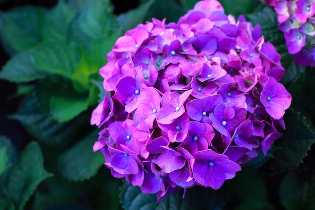 Photo fleur d'hortensia rose ou hortensia macrophylla dans le jardin