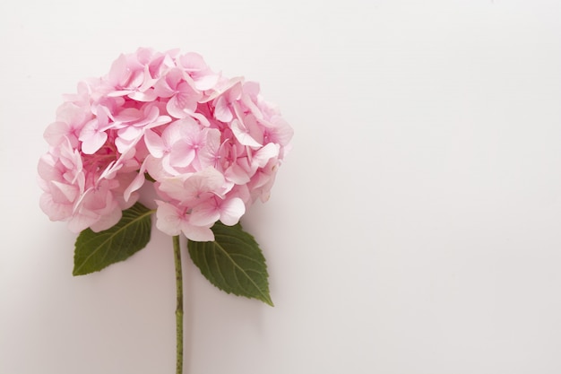 Fleur d'hortensia rose isolée