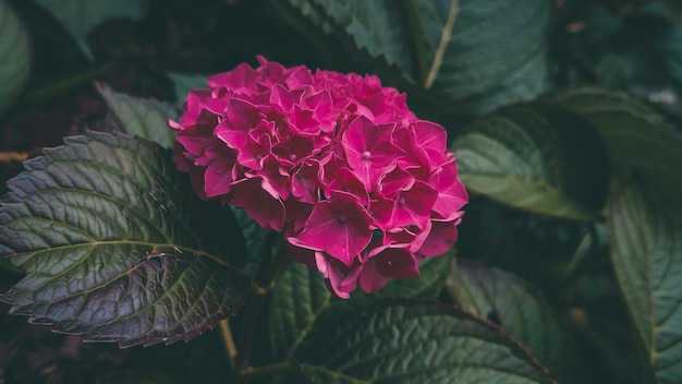 Une fleur d'hortensia rose vif sur un buisson dans le parc