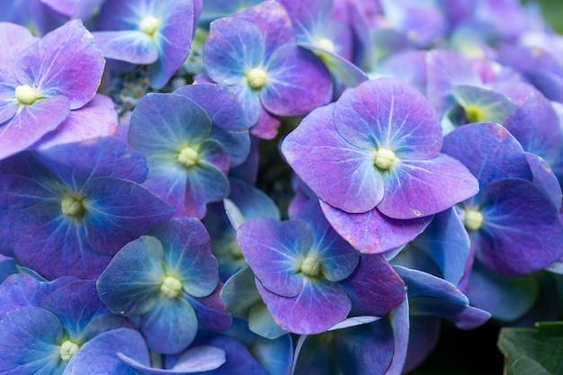 Fleur d'hortensia violet