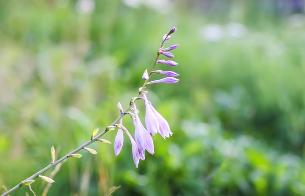 La fleur d'hosta en fleur Les fleurs de jardin violettes