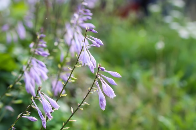 La fleur d'hosta en fleur Les fleurs de jardin violettes