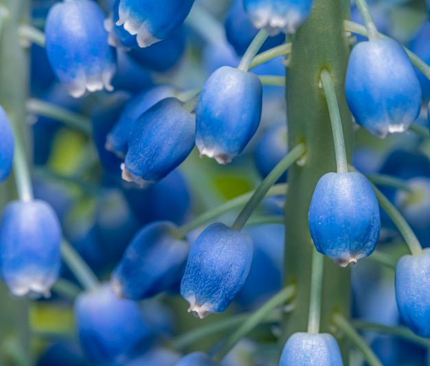 Photo fleur de hyacinthes de raisin