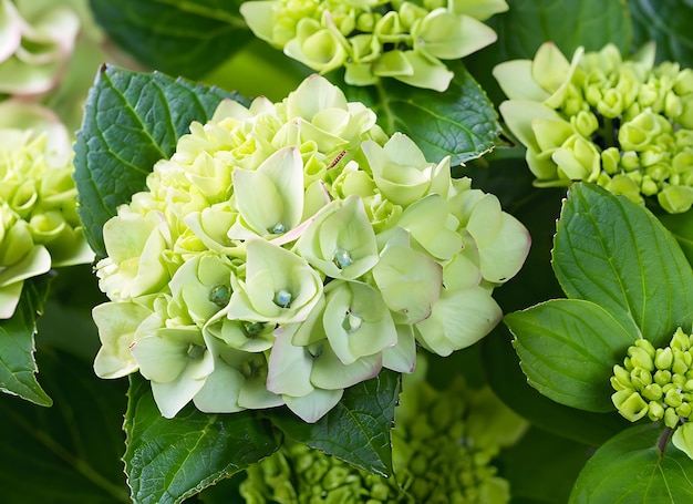 fleur d'hydrangée verte