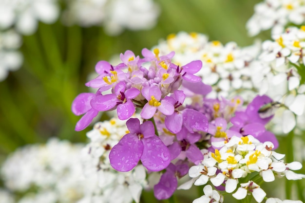 Fleur Iberis Jardinage Plante herbacée Vacances et événements