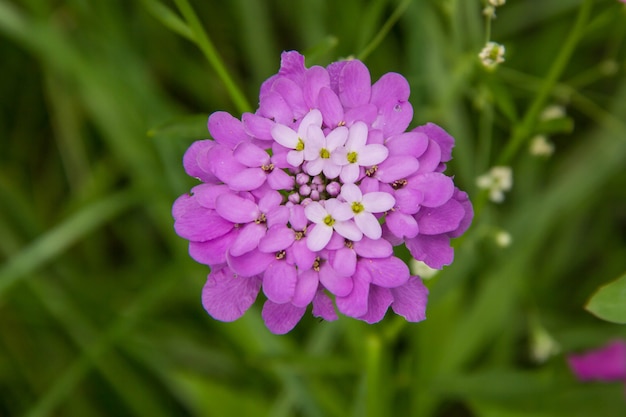 Fleur Iberis ombellée