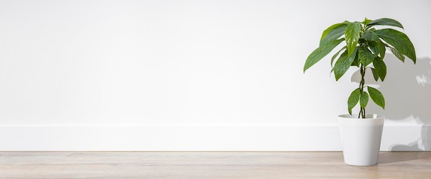 Fleur d'intérieur dans une plante d'avocat en pot sur un plancher en bois sur le fond d'un mur blanc