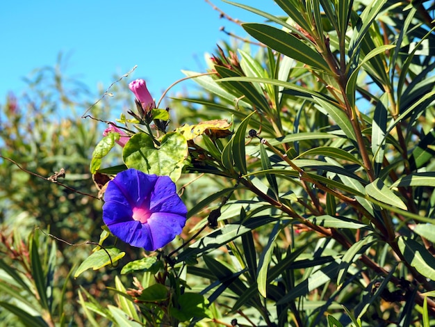 Fleur d'Ipomoea purpurea