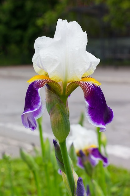 Fleur d'iris aux pétales blancs et violets sur le parterre au bord de la route